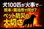 犬100匹が火事で死ぬ　建物から山林に燃え移り約4時間の消火活動　熊本県菊池市