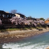 浅野川沿いの桜「主計町」