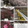 矢掛町 吉祥寺の桜と海棠の花と近所の桜