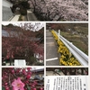 矢掛町 吉祥寺の桜と海棠の花と近所の桜