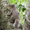 神戸森林植物園。メジロ（＋水浴び後）、シジュウカラ、ヤマガラ、ホオジロ（虫）、ソウシチョウ、イソヒヨドリ。ジャコウアゲハ、ツマグロヒョウモン、ヒグラシ。ニホンリス。