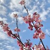 桜が開花の三連休