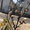 今年も咲いた　花桃