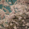 夜桜