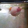ピンポンパール ちょうちんパールはフナ尾