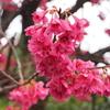 緋寒桜が満開