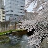 お花見の季節@高田馬場🚶