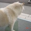 109大学犬はなちゃんの日常（その102）