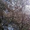 彦根城 二季咲桜 ２０２１年 見頃に？