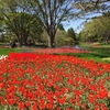 昭和記念公園【東京都立川市】