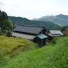 畑の棚田　晩夏の風景その１