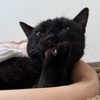 しじののじまん。