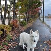 病犬マシェリ