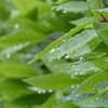 雨が続き【憂鬱な日々】の【気持ちを改善】させる方法