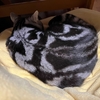 寒さに強い猫