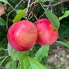 桃の花　梅の花には　咲きません