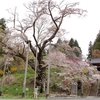 【高萩市】松岩寺の山桜・・