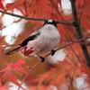 エナガは紅葉に映えるか