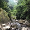 雨上がりの渓流釣りはやっぱり好反応でした