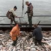 択捉島のサケマス漁　漁獲量1万トンに迫る