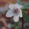 早春の花６