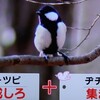世界初、鳥のコトバを解読した京都大学の鈴木俊貴研究員。