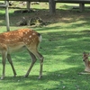 ちょっと奈良公園へ