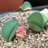 ハエマンサス・ロゼウスはピンク色の花が咲くマユハケオモトです