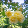 Worldwide Pinhole Photography Day