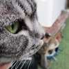［144］猫と冒険 帰り道編 その28（姫の石観音その2 🙀観音様は、松茸が好きで、大人の事情で、ノーコメントで、パワーストーンなのニャン。）