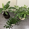 観葉植物の成長記録⑥