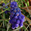 (317) Muscari armeniacum