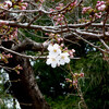 守谷の桜とサラサモクレン