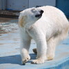 釧路動物園、その後の「ツヨシ」