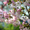 さまざまな桜「ホクサイ」