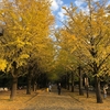 いちょう並木 in 光が丘公園