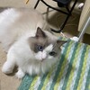 今日はとても眠そうなふくちゃん