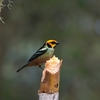 Flame-faced Tanager アカガオフウキンチョウ