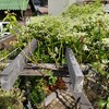 センニンソウ、咲き始めています