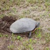 関東ふれあいの道　水鳥のみち