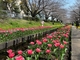 横浜都筑・江川せせらぎ緑道の桜とチューリップ饗宴