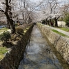 ☆哲学の道の桜🌸2