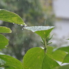 生憎の雨。