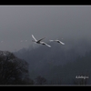 安曇野　【白鳥飛来】　６５羽　　に増えて　　