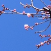 今朝の庭から（桜、スノードロップ）