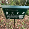 （紹介：植物）新宿中央公園で見かけた赤いカマツカを紹介します