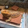 【日記】僕のメタハラ導入記【ペット】