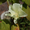 綿の花. Baumwollblüte