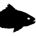 Life with fish