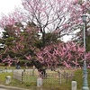 京都御苑の梅2020 見頃と開花状況を写真と動画で紹介！